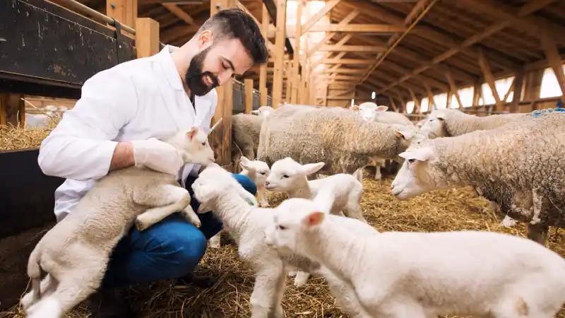 Selecting Trusted Feed and Nutrition Solutions for Farm Animals